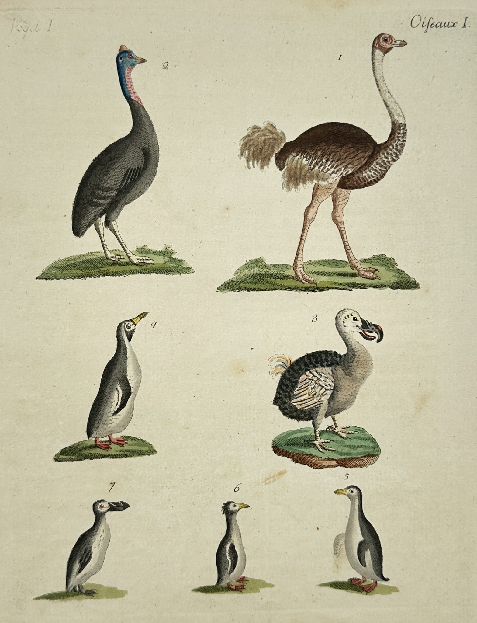 Friedrich Justin Bertuch (1747–1822) – Ostrich, Cassowary, Dodo, and Various Sea (1 of 2)