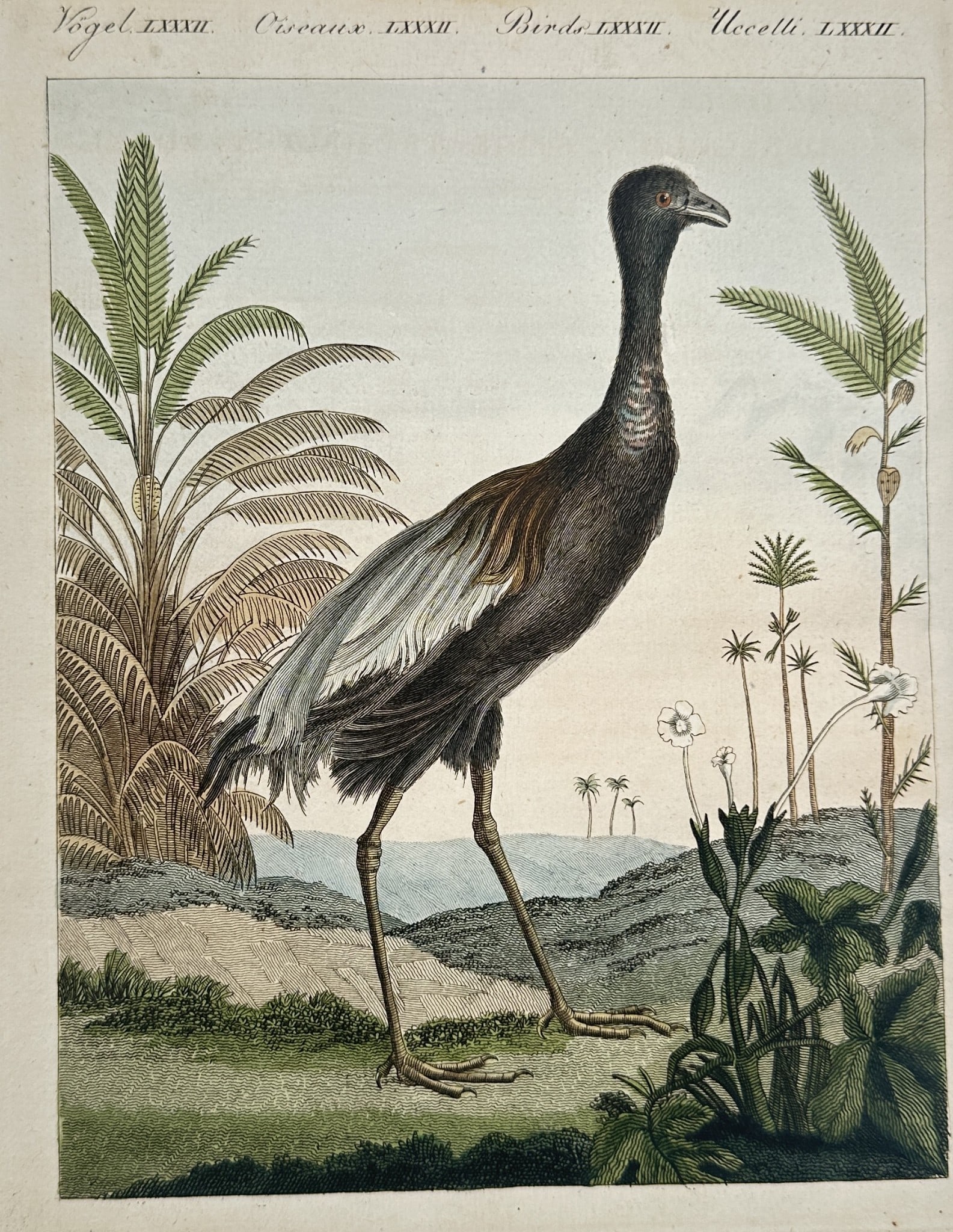 Friedrich Justin Bertuch (1747–1822) – Trumpeter Bird in a Landscape – Engraving (1 of 2)