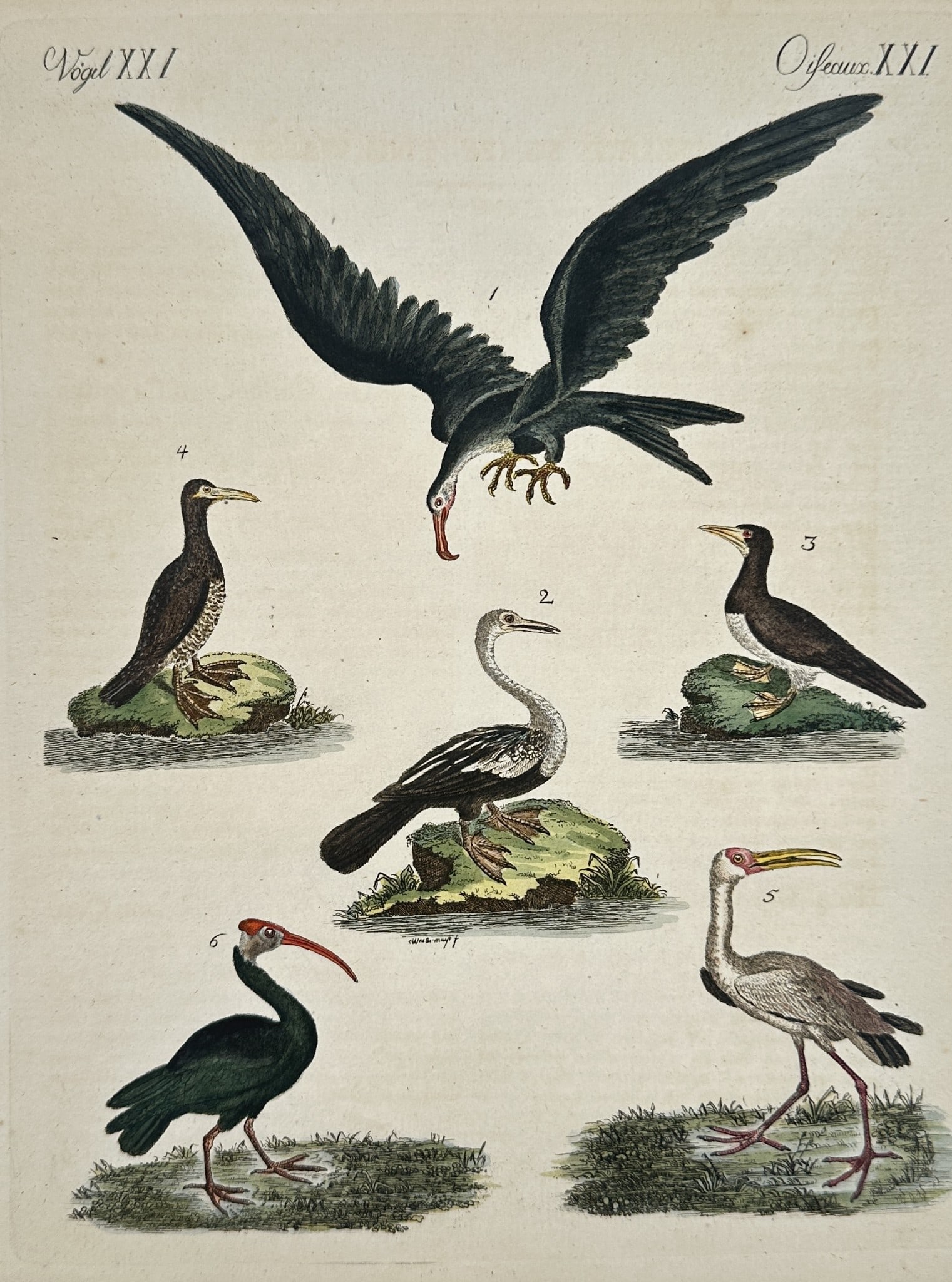 Friedrich Justin Bertuch (1747–1822) – Frigatebird, Cormorants, and Ibis – Engra (1 of 2)