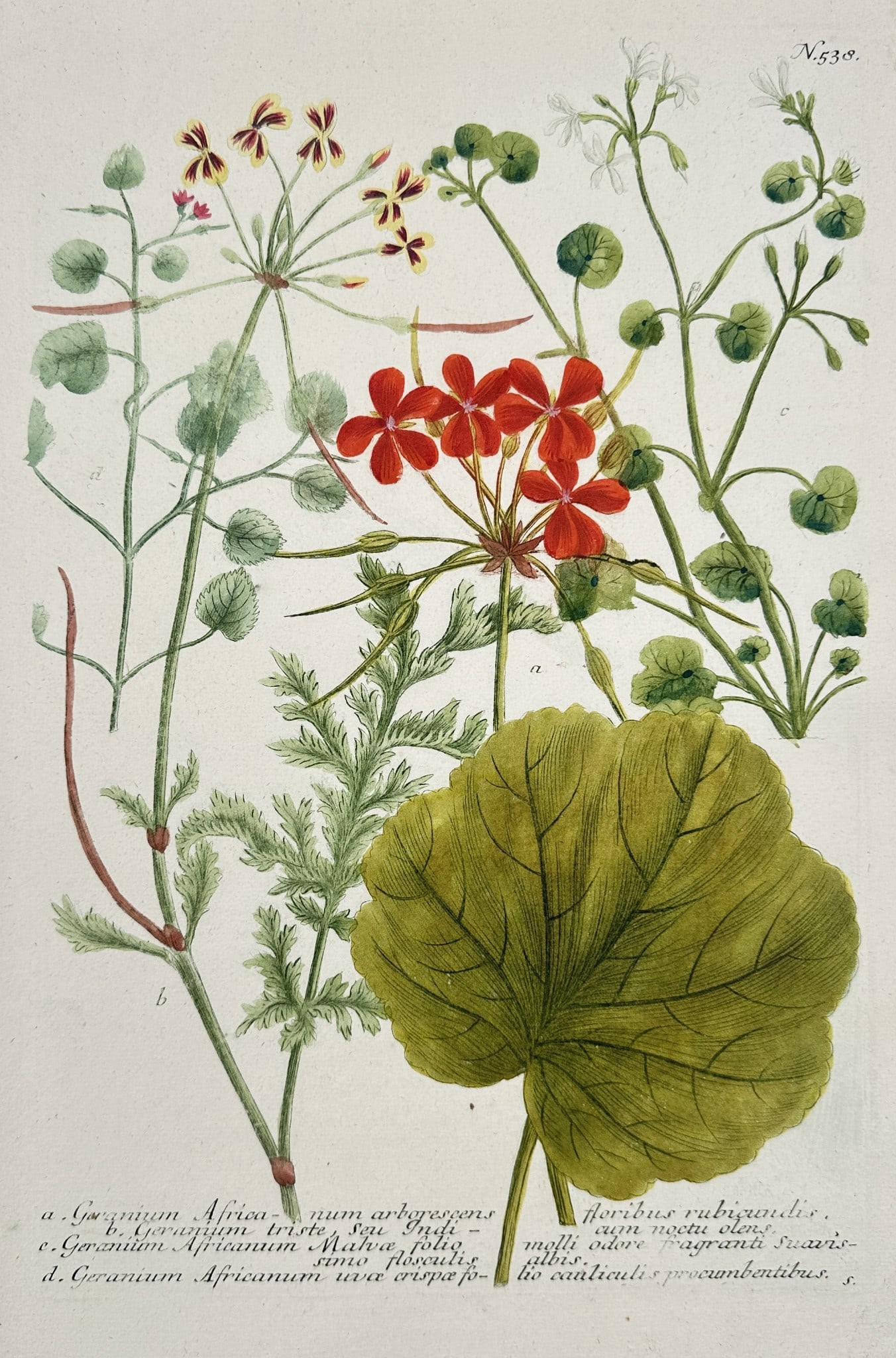 Johann Wilhelm Weinmann (1683–1741) – Pelargonium and Geranium Botanical Studie (1 of 2)