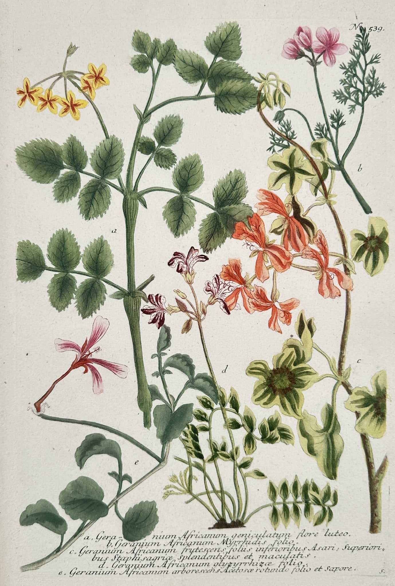 Johann Wilhelm Weinmann (1683–1741) – Diverse Pelargonium and Geranium Specimens (1 of 2)