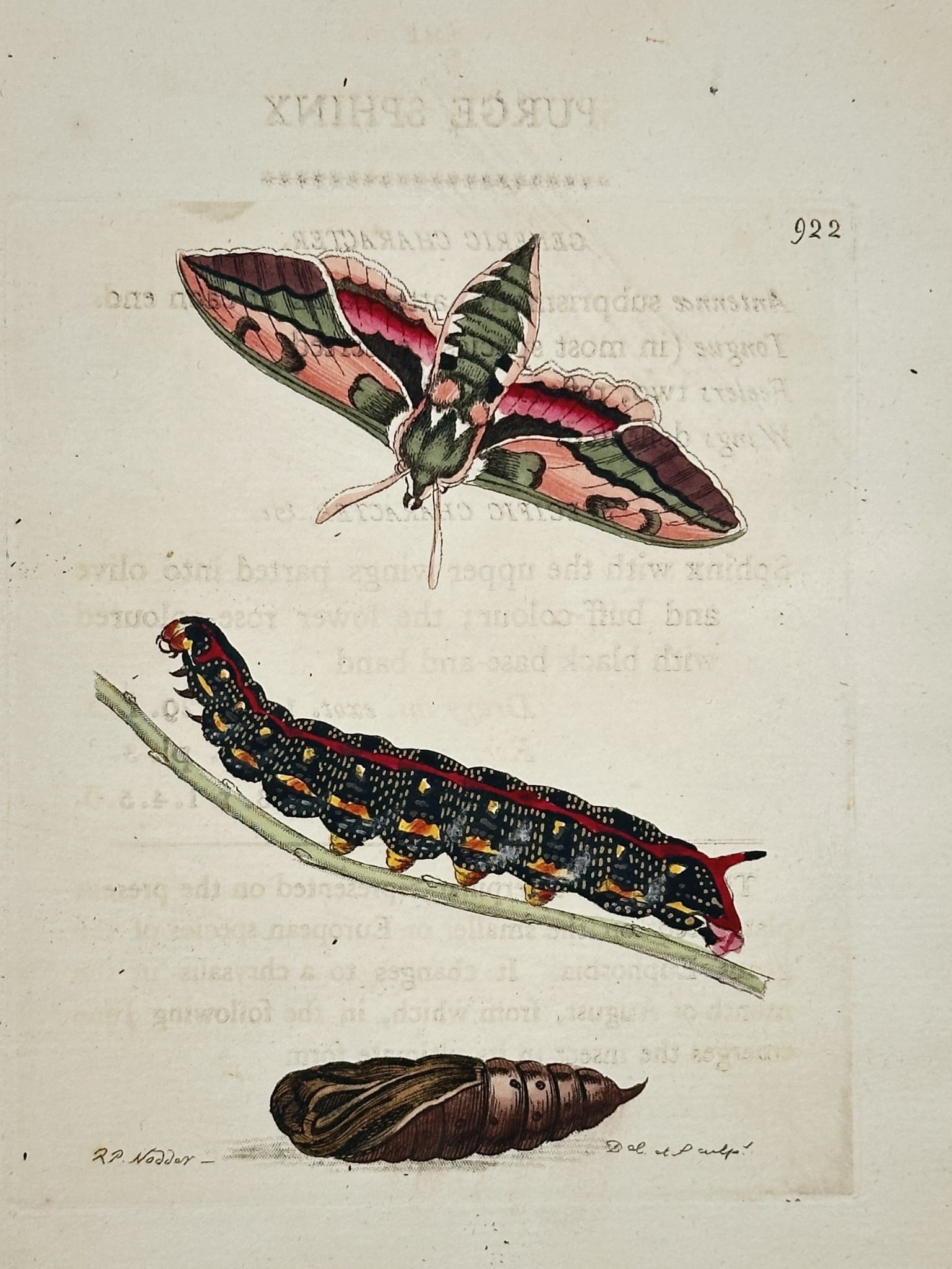 Frederick Polydore Nodder (1751–1801) – Spurge Sphinx Moth – Hand-colored (1 of 2)