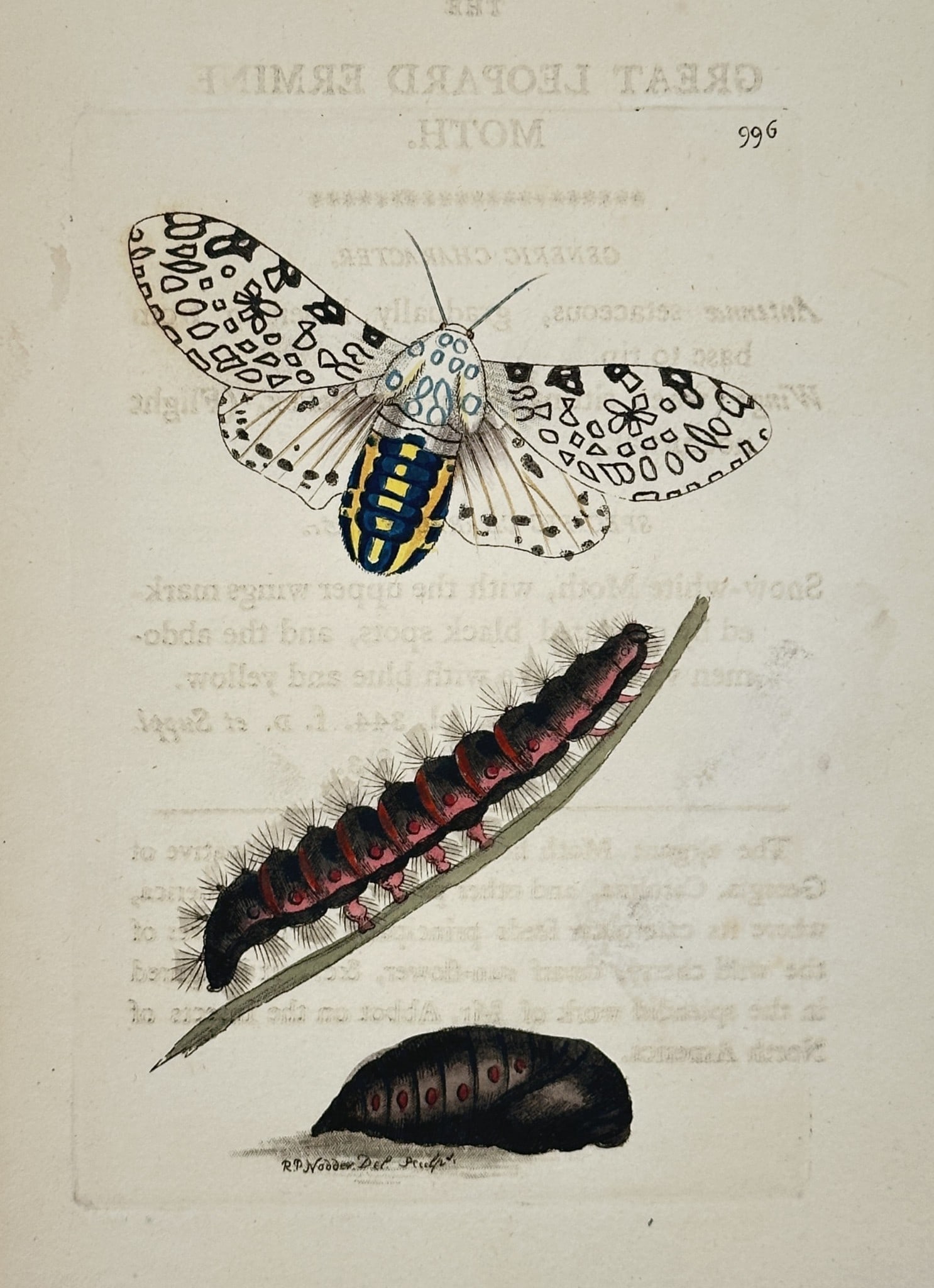 Frederick Polydore Nodder (1751–1801) – Great Leopard Ermine Moth – Hand-colored (1 of 2)