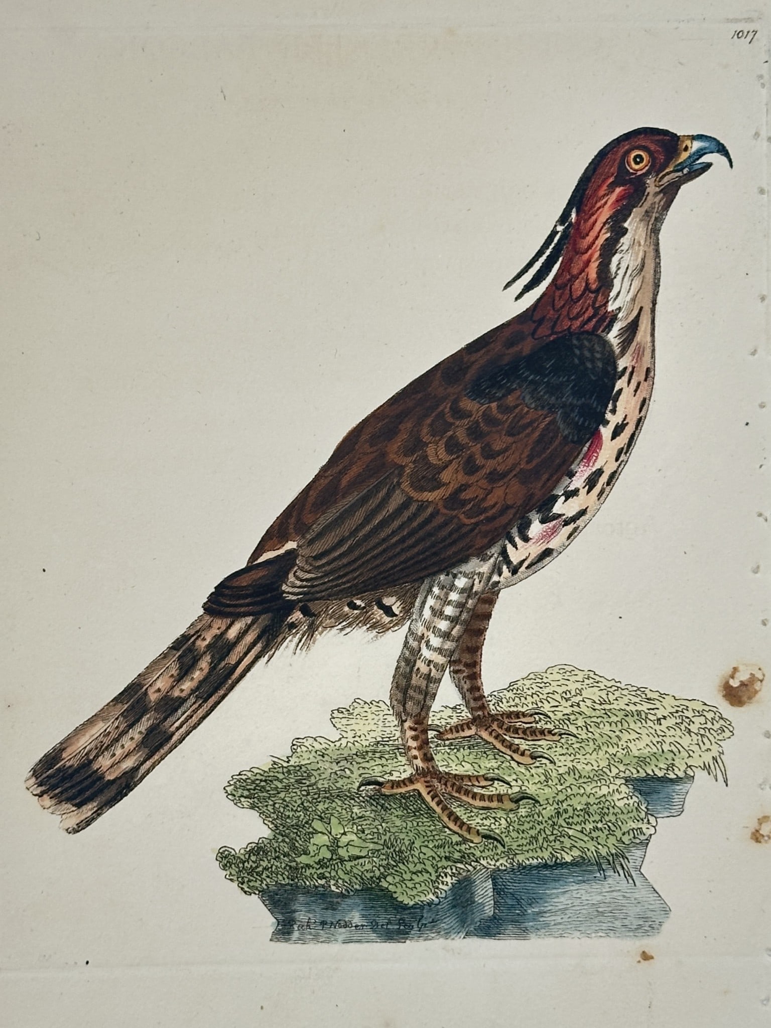 Frederick Polydore Nodder (1751–1801) – Long-tailed Falcon – Hand-colored (1 of 2)
