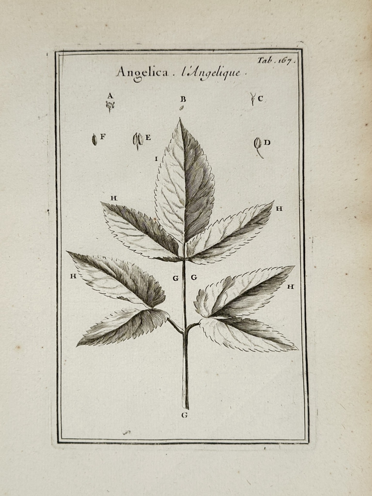 Joseph Pitton de Tournefort (1656–1708) – Botanical Illustrations of Angelica (1 of 2)