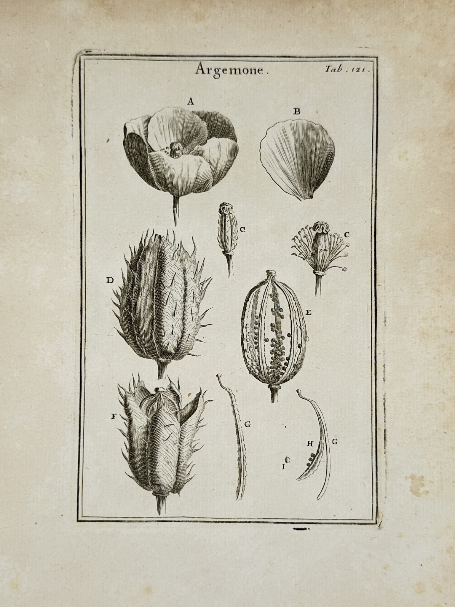 Joseph Pitton de Tournefort (1656–1708) – Botanical Illustrations of Prickly Pop (1 of 2)