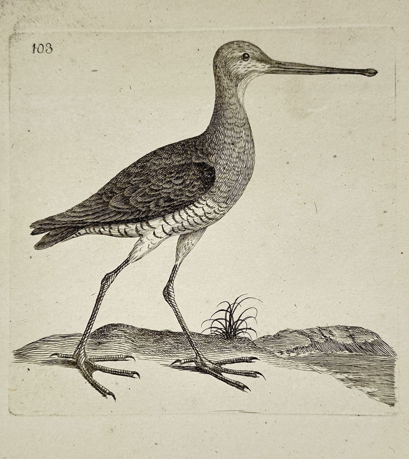 Unknown Artist – Wader with Upcurved Bill – Engraving (1700–1800) (1 of 2)