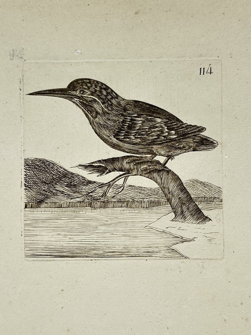 Unknown Artist – Kingfisher – Engraving (1700–1800) (1 of 2)