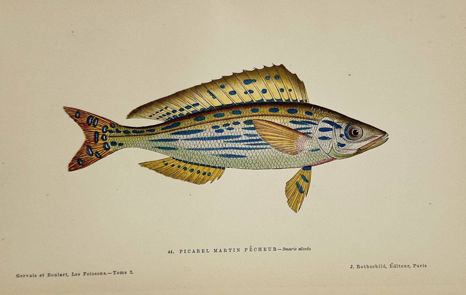 Jules Rothschild (1838–1900) – Picarel – Hand-colored Engraving (1876–1877) (1 of 2)
