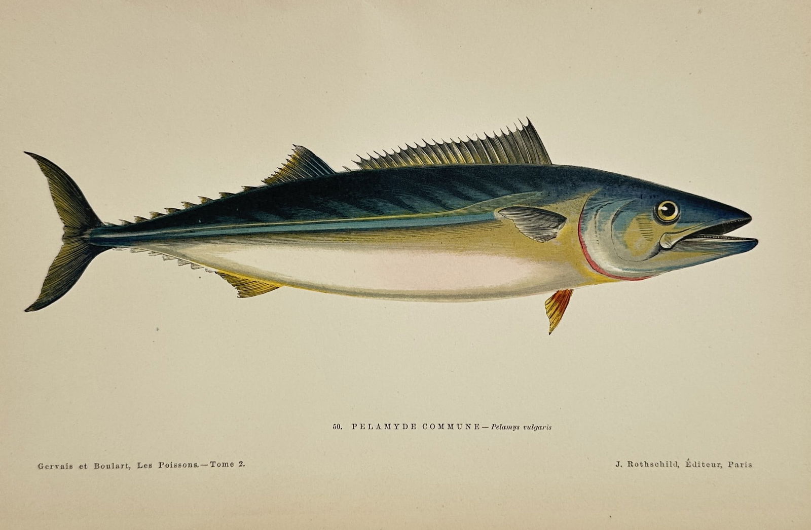 Jules Rothschild (1838–1900) – Atlantic Bonito – Hand-colored Engraving (1 of 2)