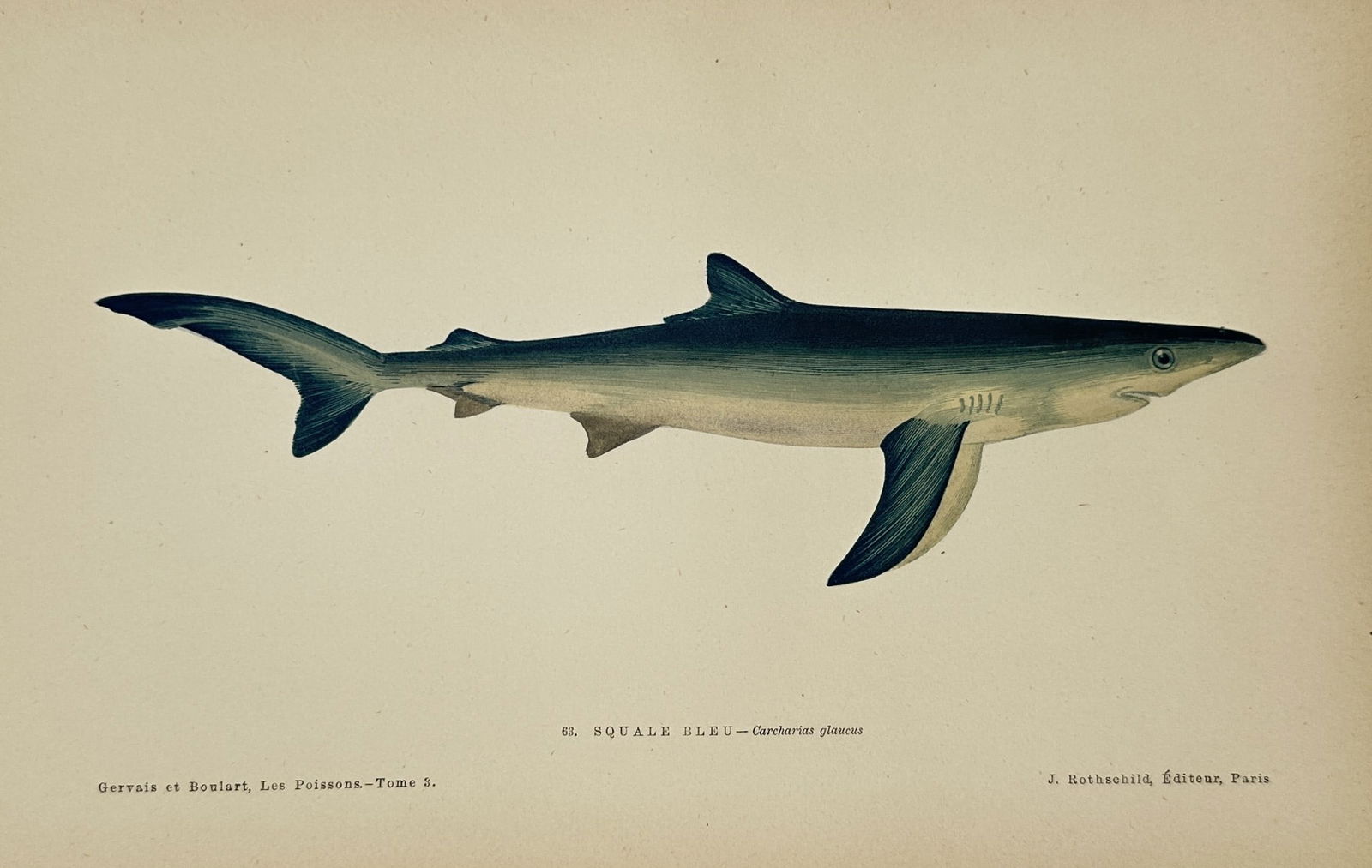 Jules Rothschild (1838–1900) – Blue Shark – Hand-colored Engraving (1 of 2)