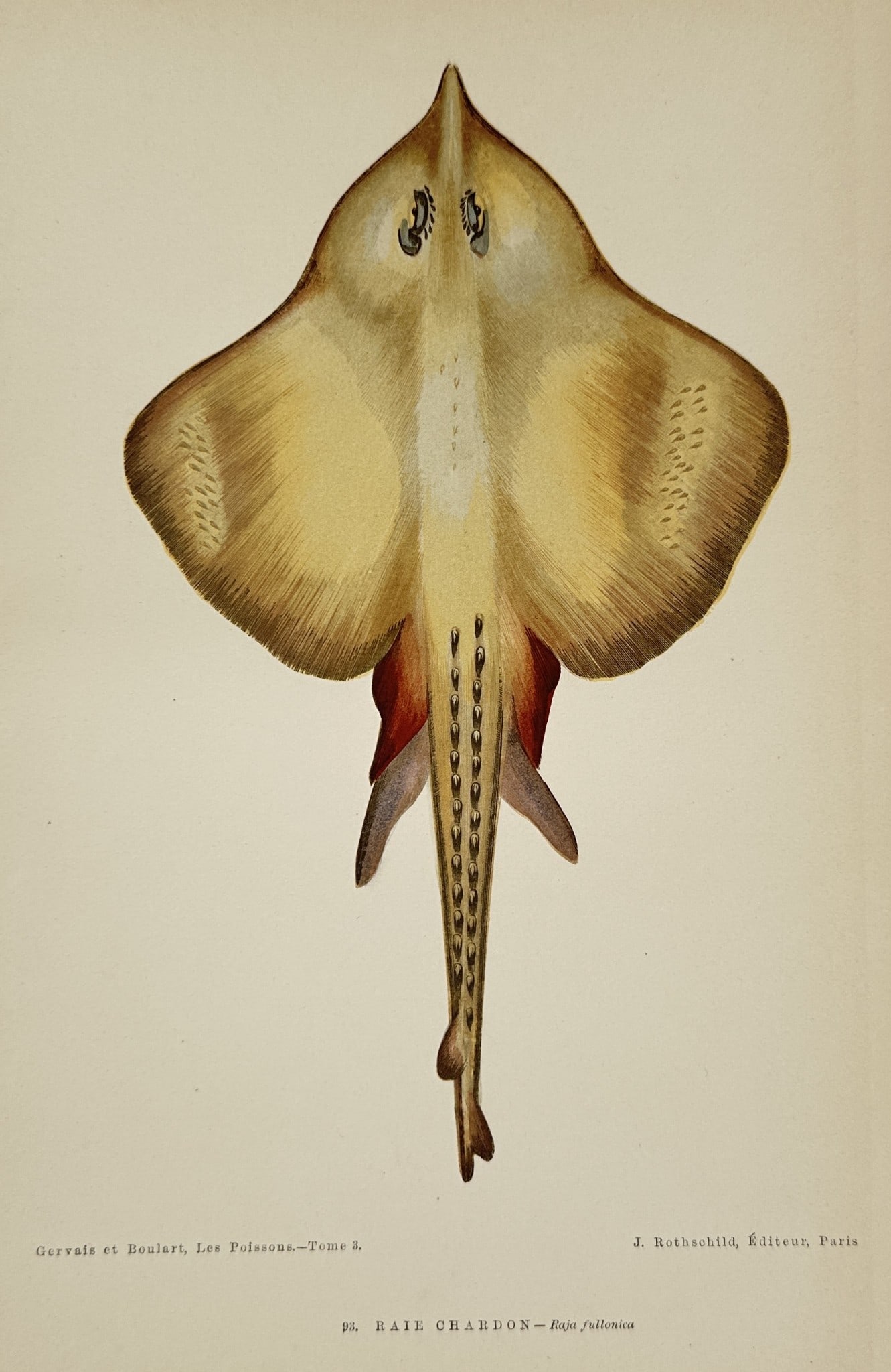 Jules Rothschild (1838–1900) – Shagreen Ray – Hand-colored Engraving (1 of 2)