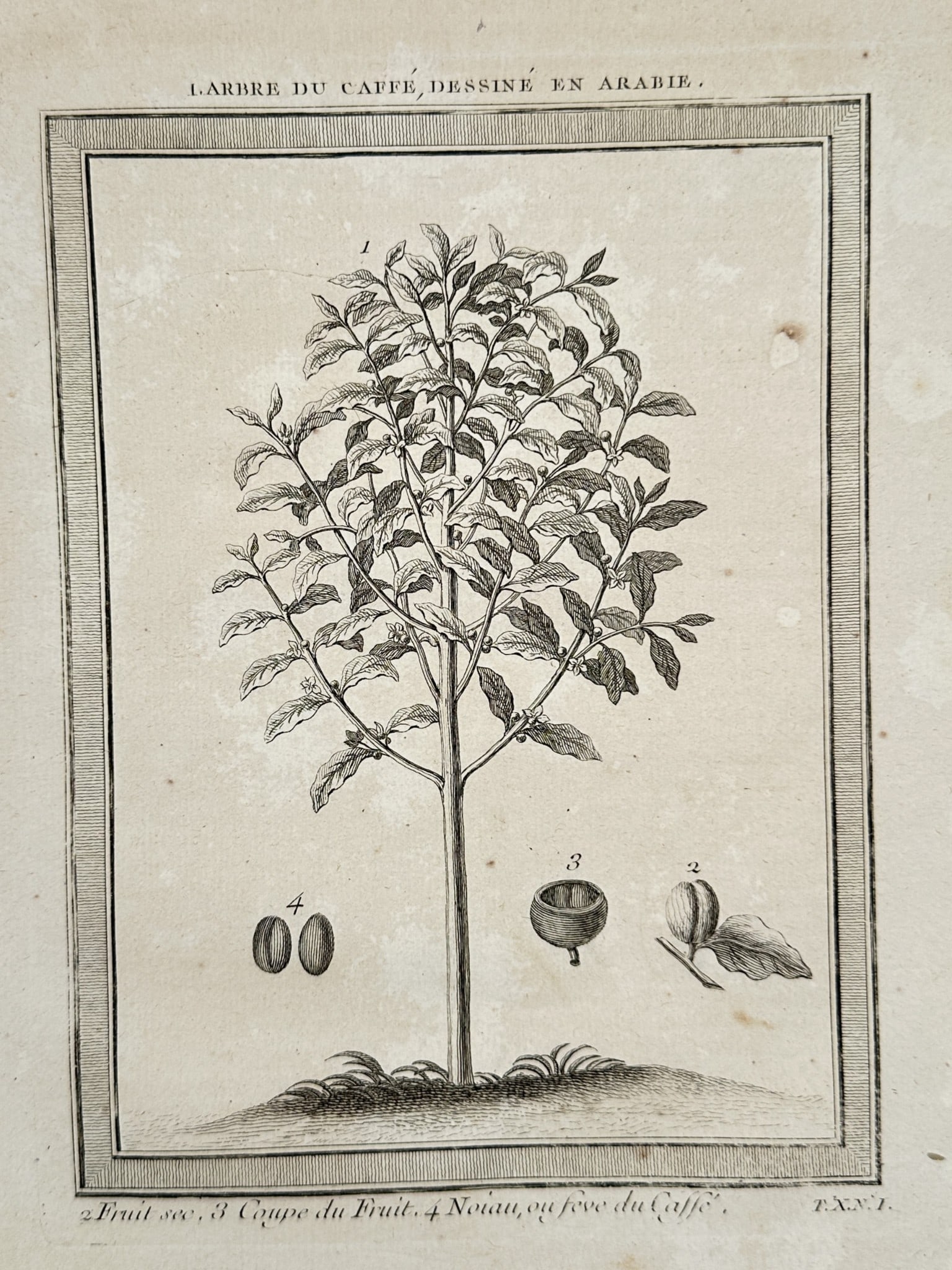 Antoine-François Prévost d'Exiles (1697–1763) – Coffee Tree from Arabia – Engraving (1 of 2)