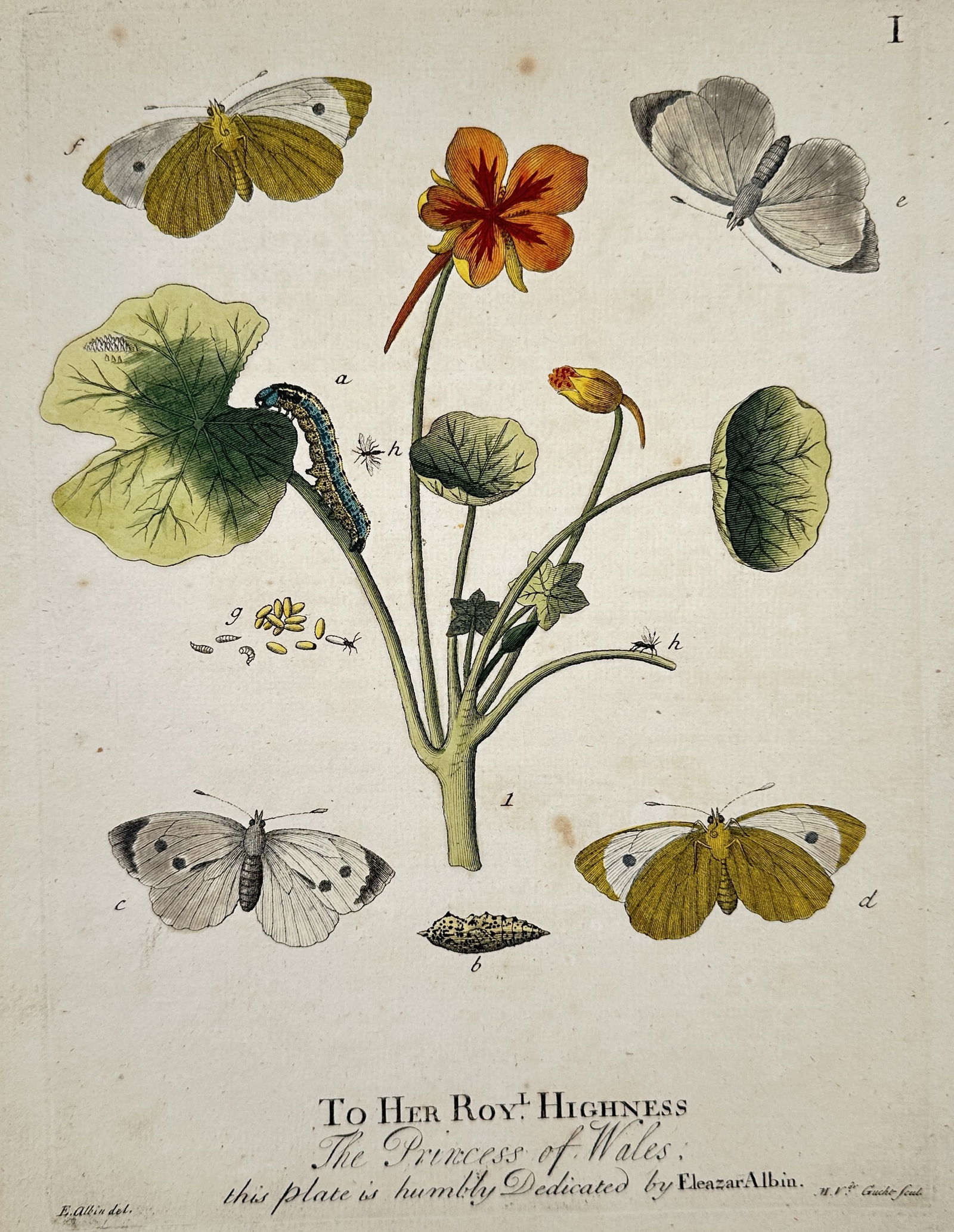 Eleazar Albin (1690–1742) – Life Cycle of the Large White and Orange-tip Butterflies (1 of 2)