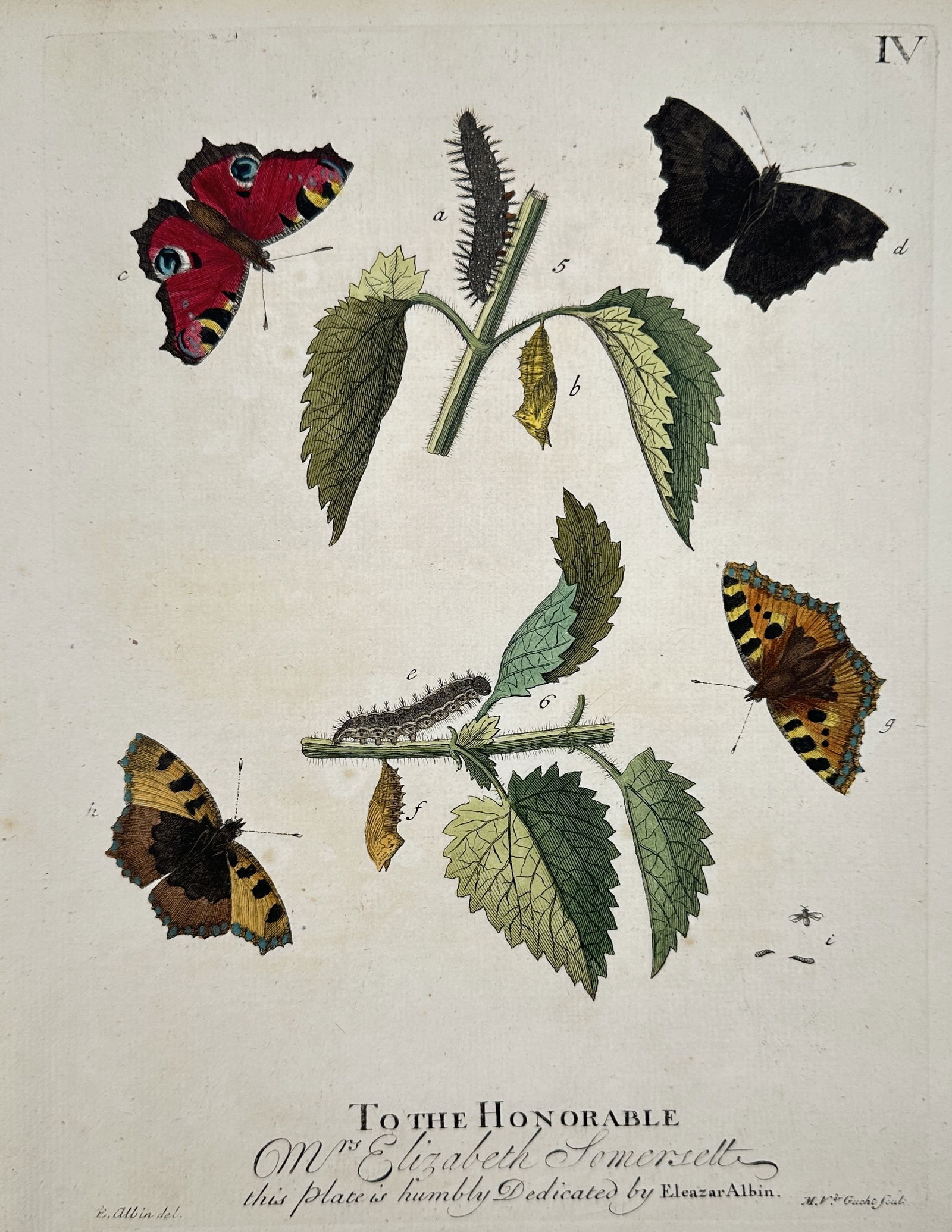 Eleazar Albin (1690–1742) – Life Cycle of the Peacock, Small Tortoiseshell, and Comma (1 of 2)