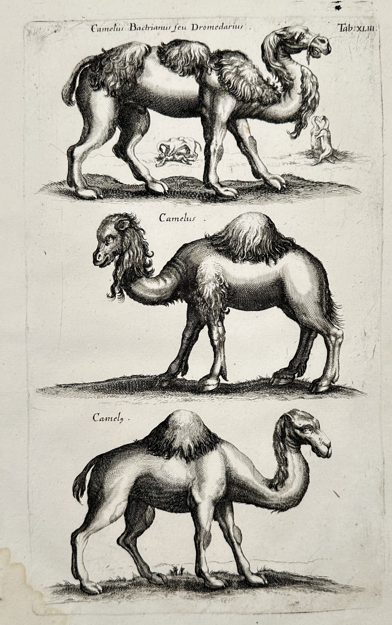 Jan Jonston (1603–1675) – Study of Dromedaries and Bactrian Camels – Engraving (1657) (1 of 2)