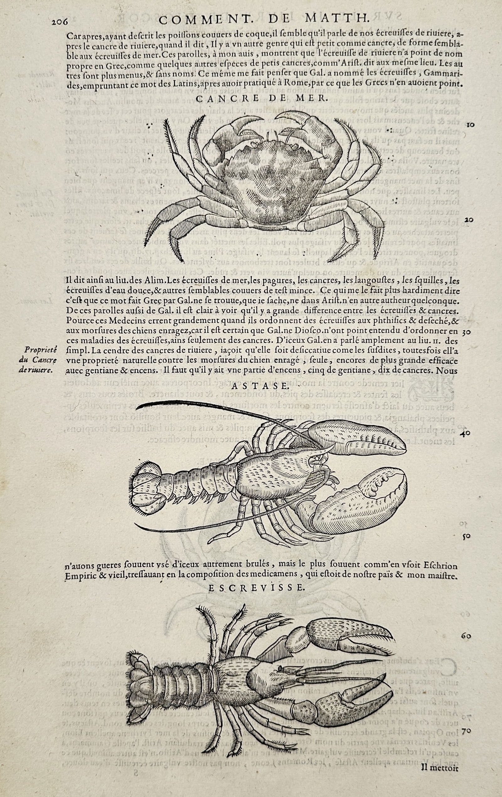 Pietro Andrea Mattioli (1501–1578) – Carcinological Study of a Crab, Lobster, and Crayfish – (1 of 2)