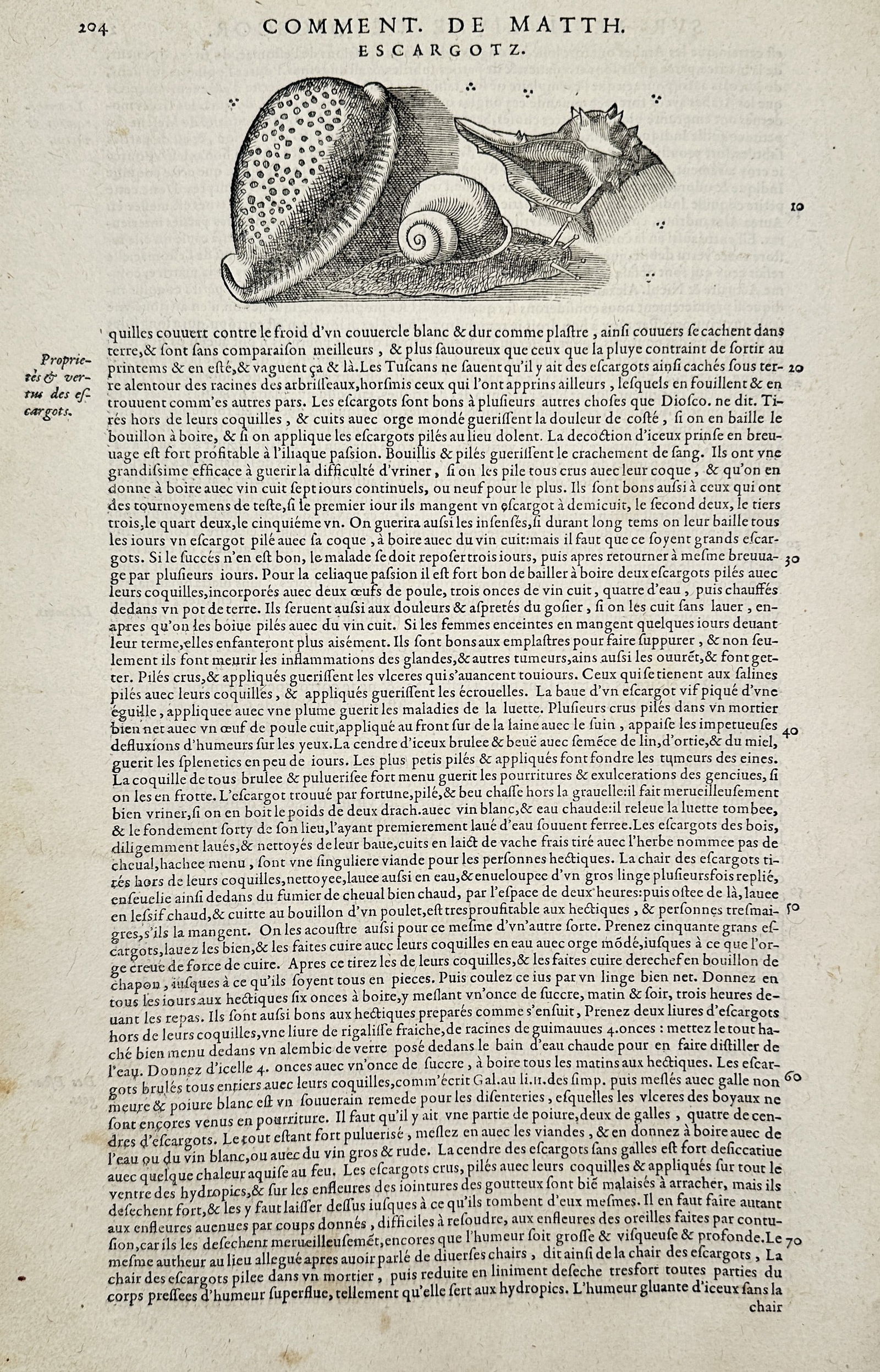 Pietro Andrea Mattioli (1501–1578) – Malacological Study of a Snail – Woodcut (16th Century): This illustration presents a detailed study of a snail, depicted in profile with its soft body extended from a spiraled, speckled shell. The woodcut captures the anatomical features of the mollusk, in