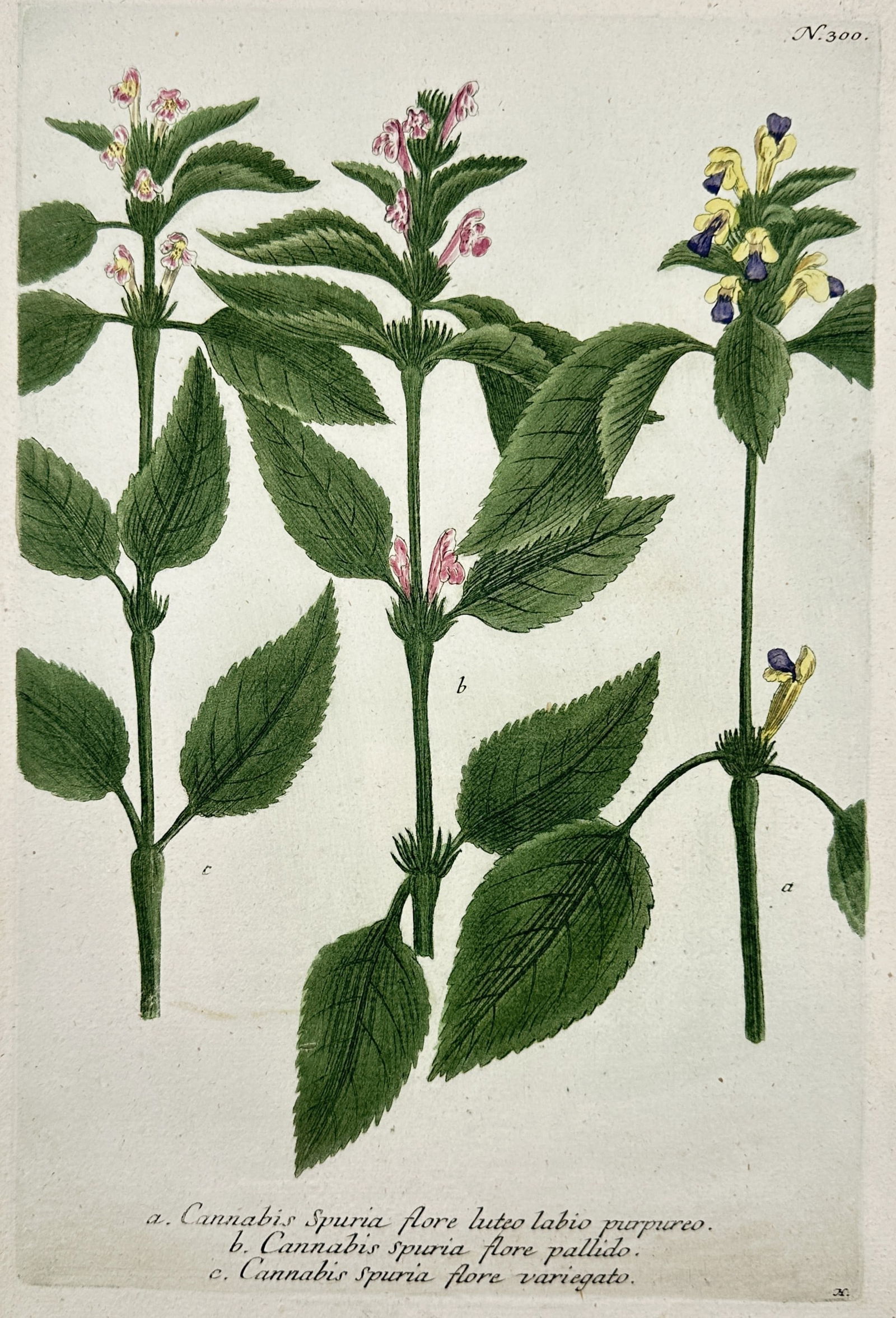 Johann Wilhelm Weinmann (1683–1741) – Spurious Hemp and Dead-nettle – Hand Colored Engraving (1 of 2)