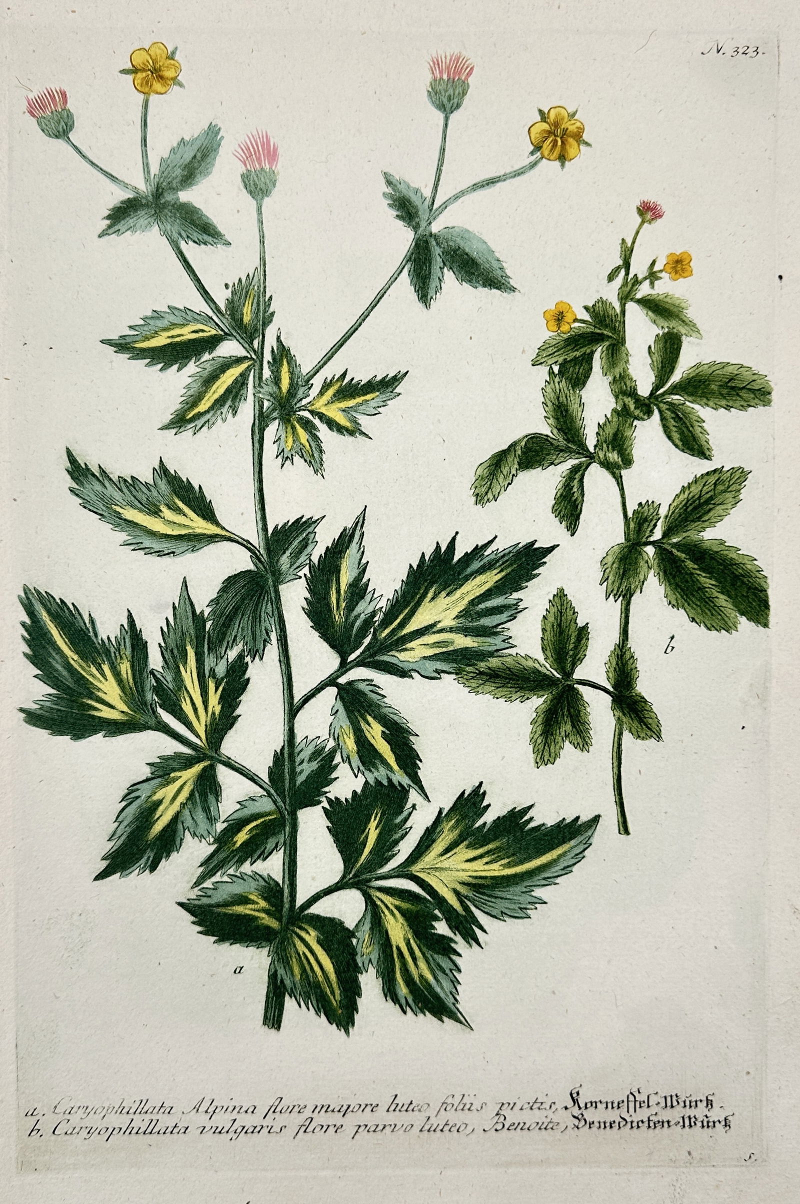 Johann Wilhelm Weinmann (1683–1741) – Alpine Avens and Wood Avens – Hand Colored Engraving (1 of 2)
