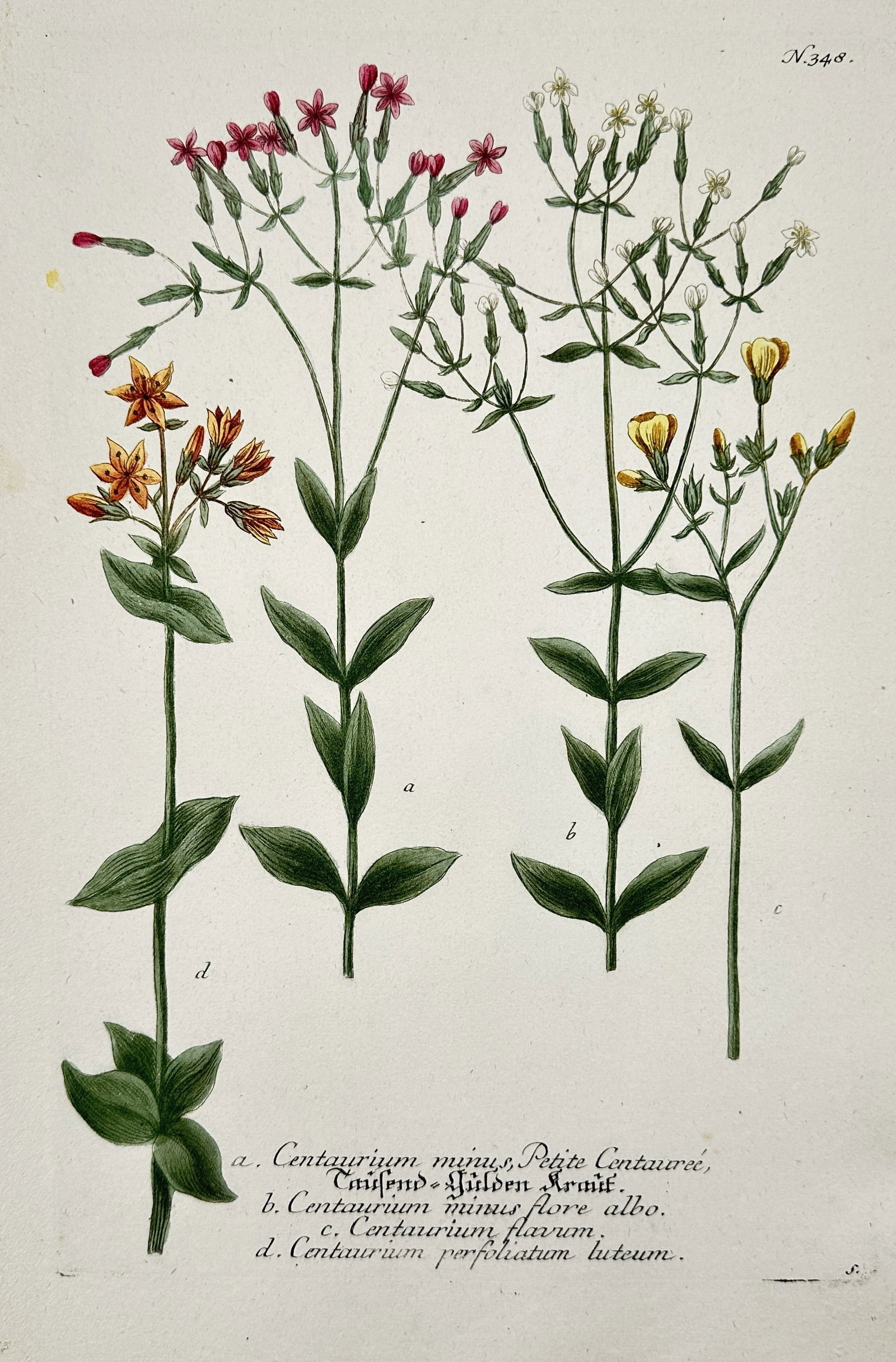 Johann Wilhelm Weinmann (1683–1741) – Common Centaury and Yellow Centaury – Hand Colored (1 of 2)