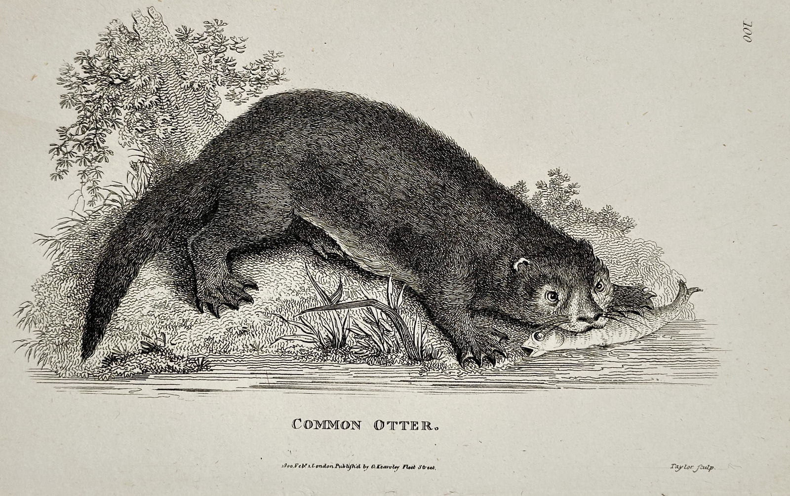 George Shaw (1751–1813) – Common Otter – Engraving (1800) (1 of 2)