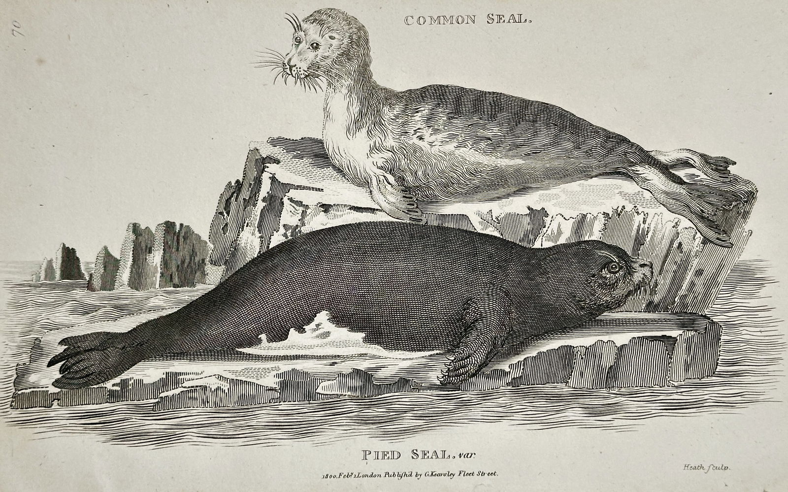 George Shaw (1751–1813) – Common Seal and Pied Seal – Engraving (1802) (1 of 2)