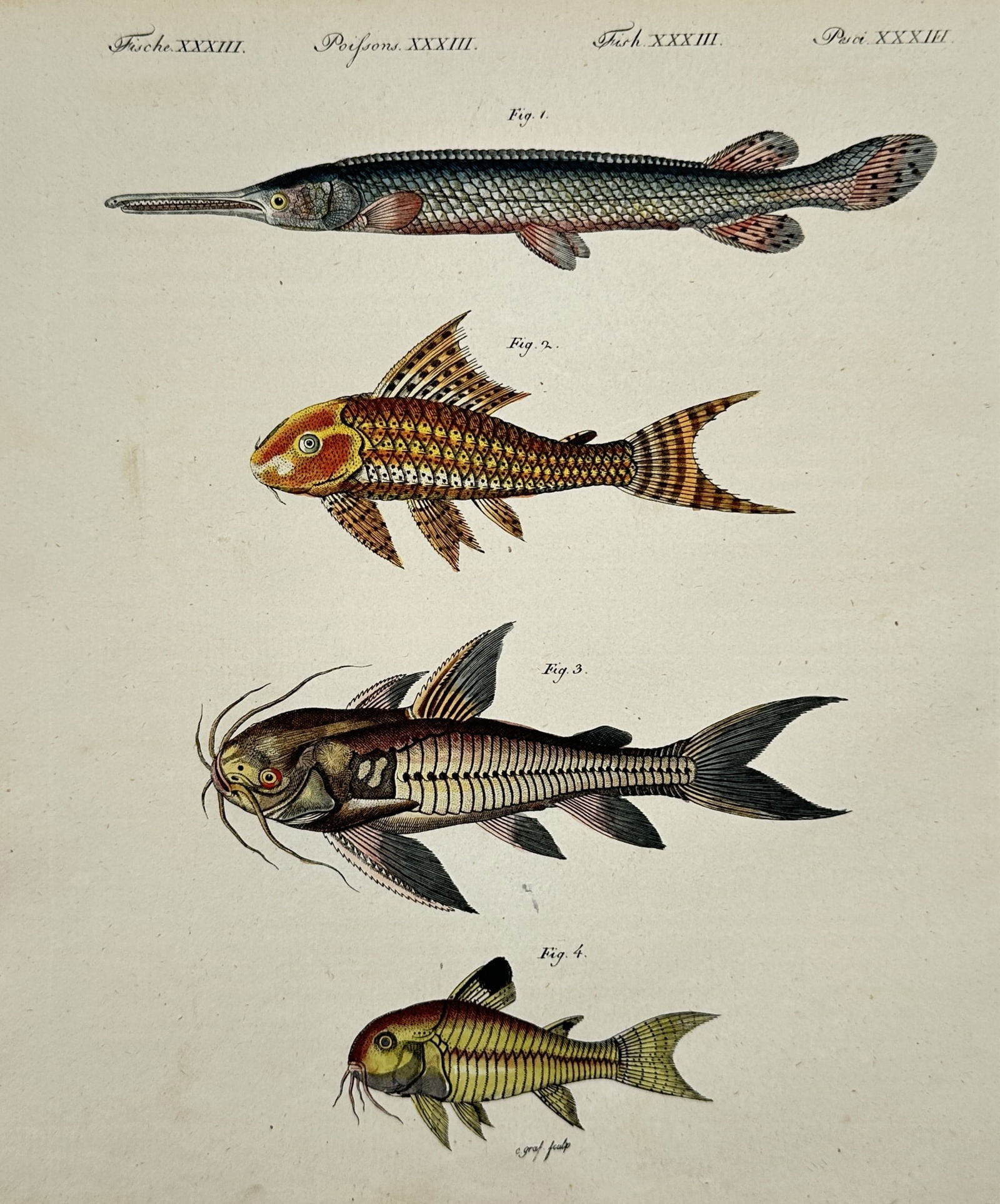 Friedrich Justin Bertuch (1747–1822) – Various Fish Species – Illustration (1792) (1 of 2)