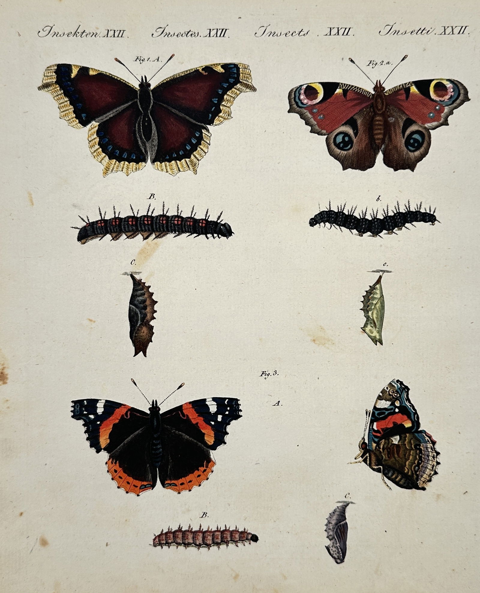 Friedrich Justin Bertuch (1747–1822) – Butterfly Metamorphosis – Illustration (1792) (1 of 2)