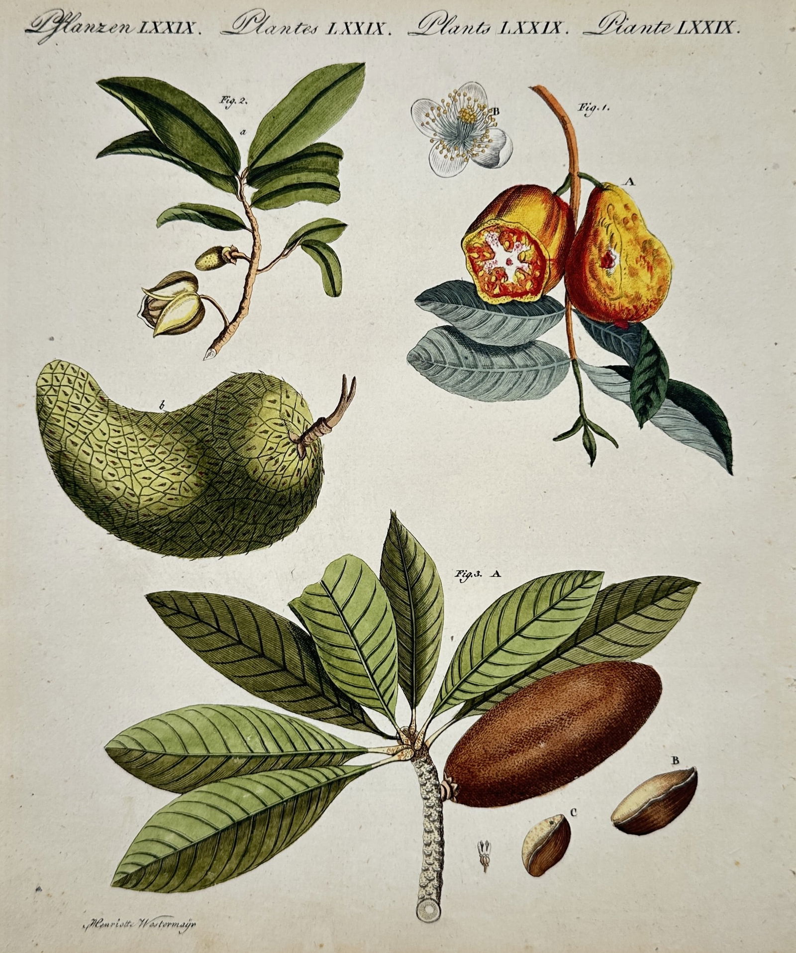 Friedrich Justin Bertuch (1747–1822) – Exotic Fruits – Illustration (1792) (1 of 2)