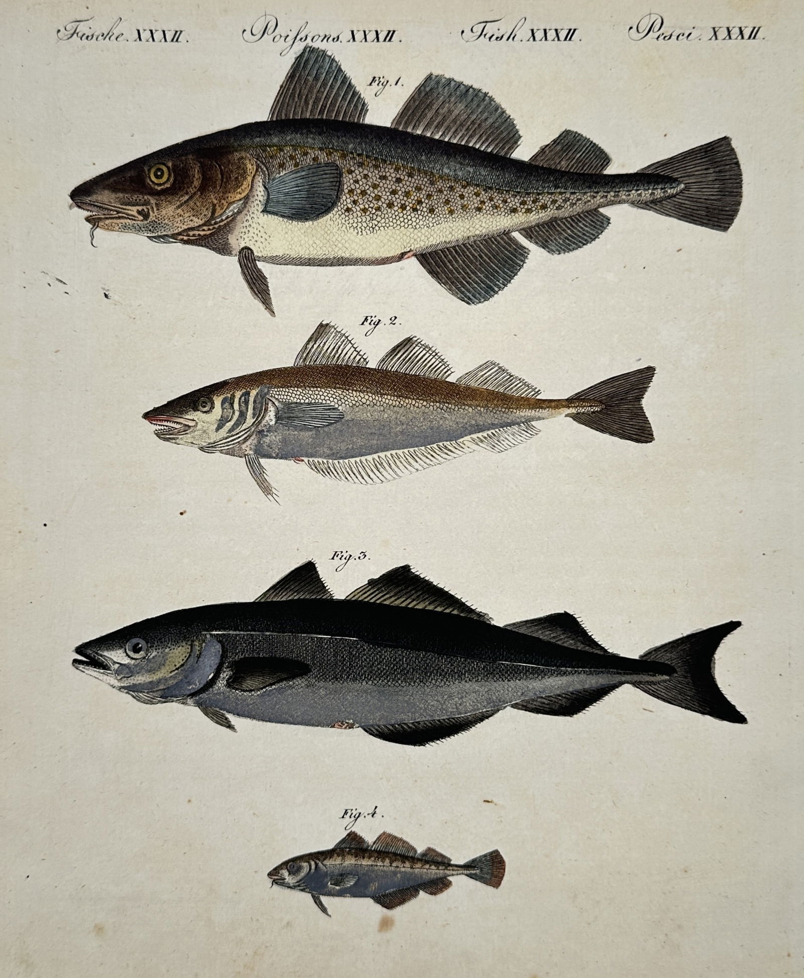 Friedrich Justin Bertuch (1747–1822) – Various Fish Species – Illustration (1792) (1 of 2)