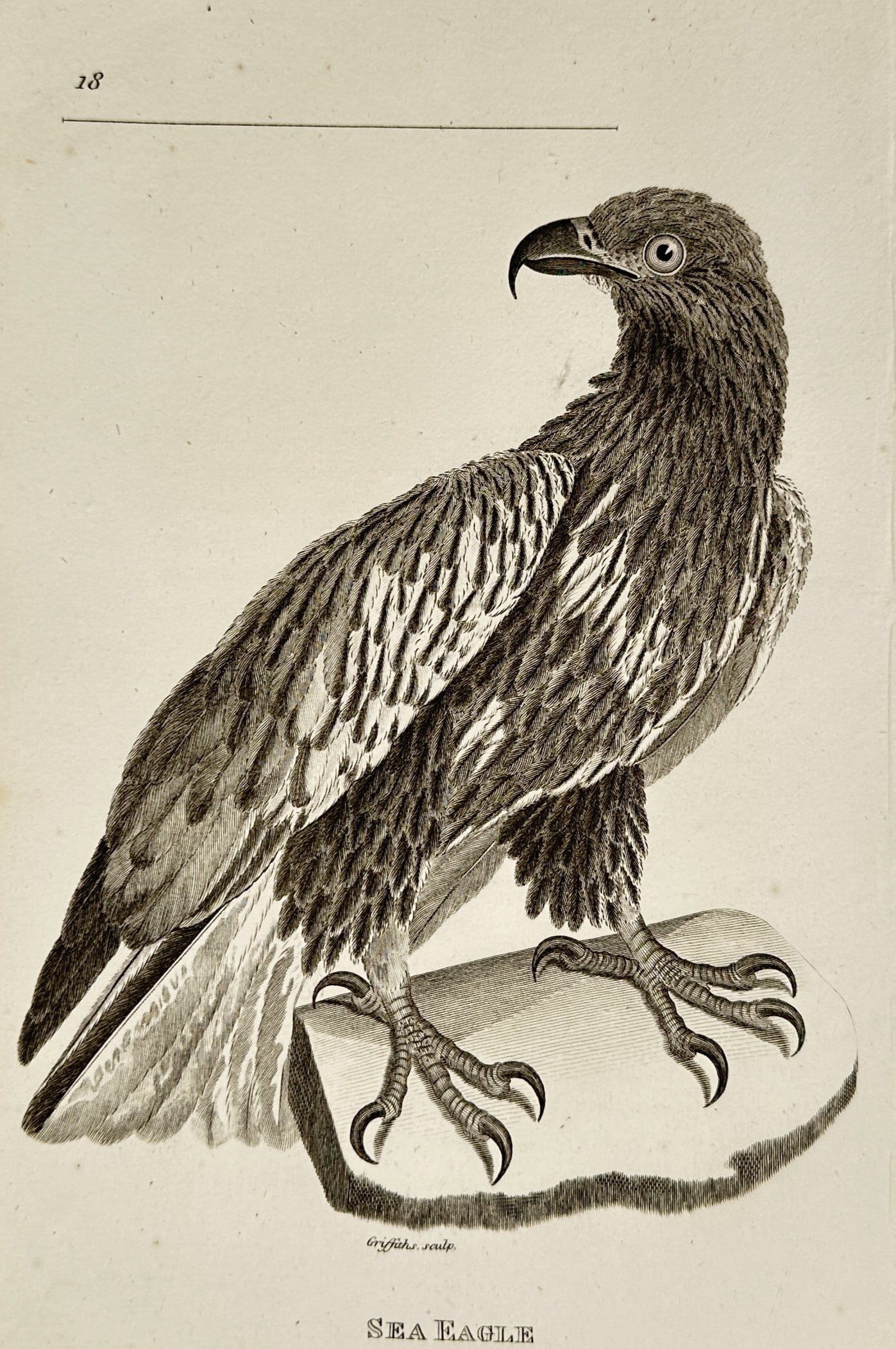 George Shaw (1751–1813) – Sea Eagle – Engraving (1808) (1 of 2)