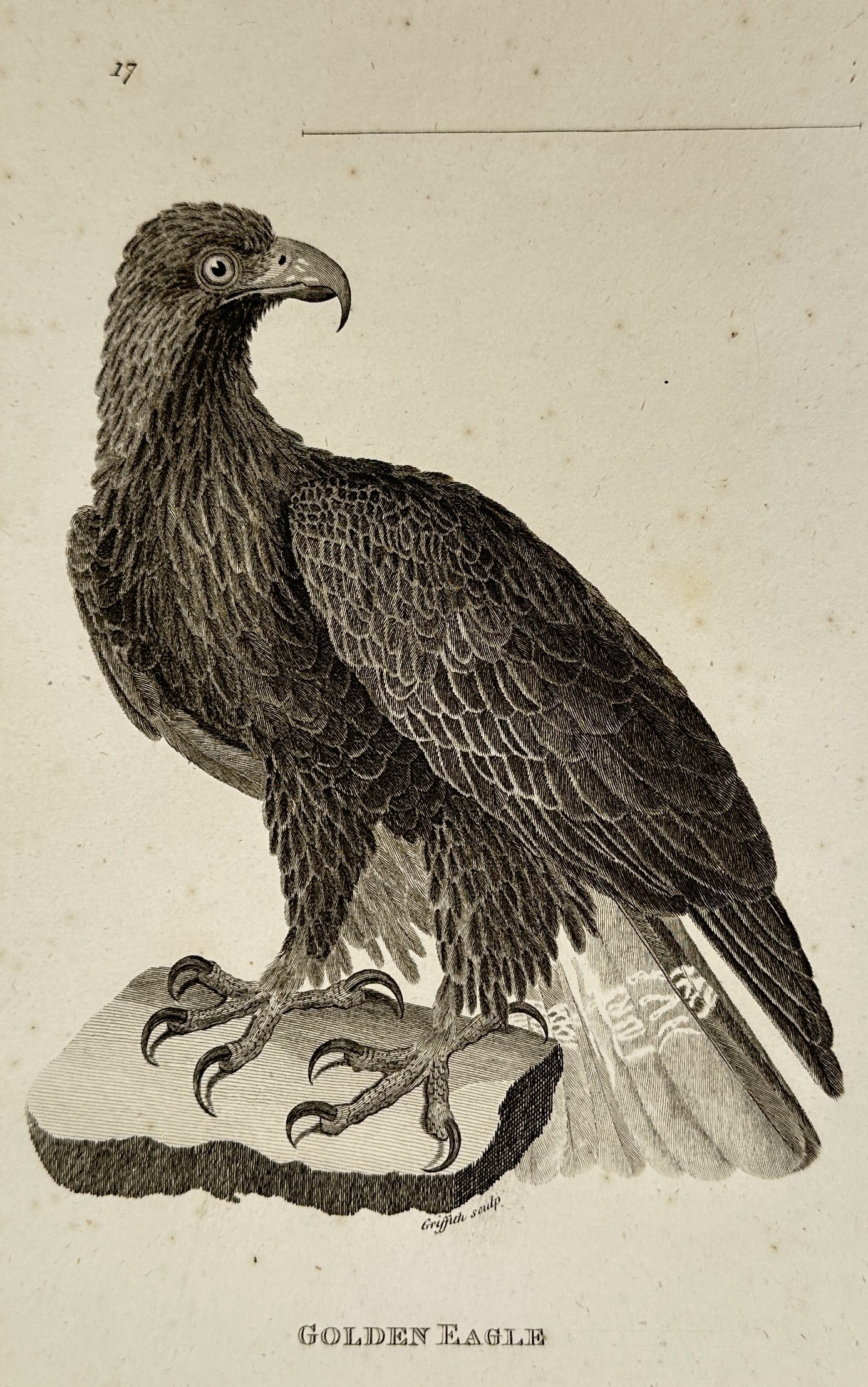 George Shaw (1751–1813) – Golden Eagle – Engraving (1808) (1 of 2)