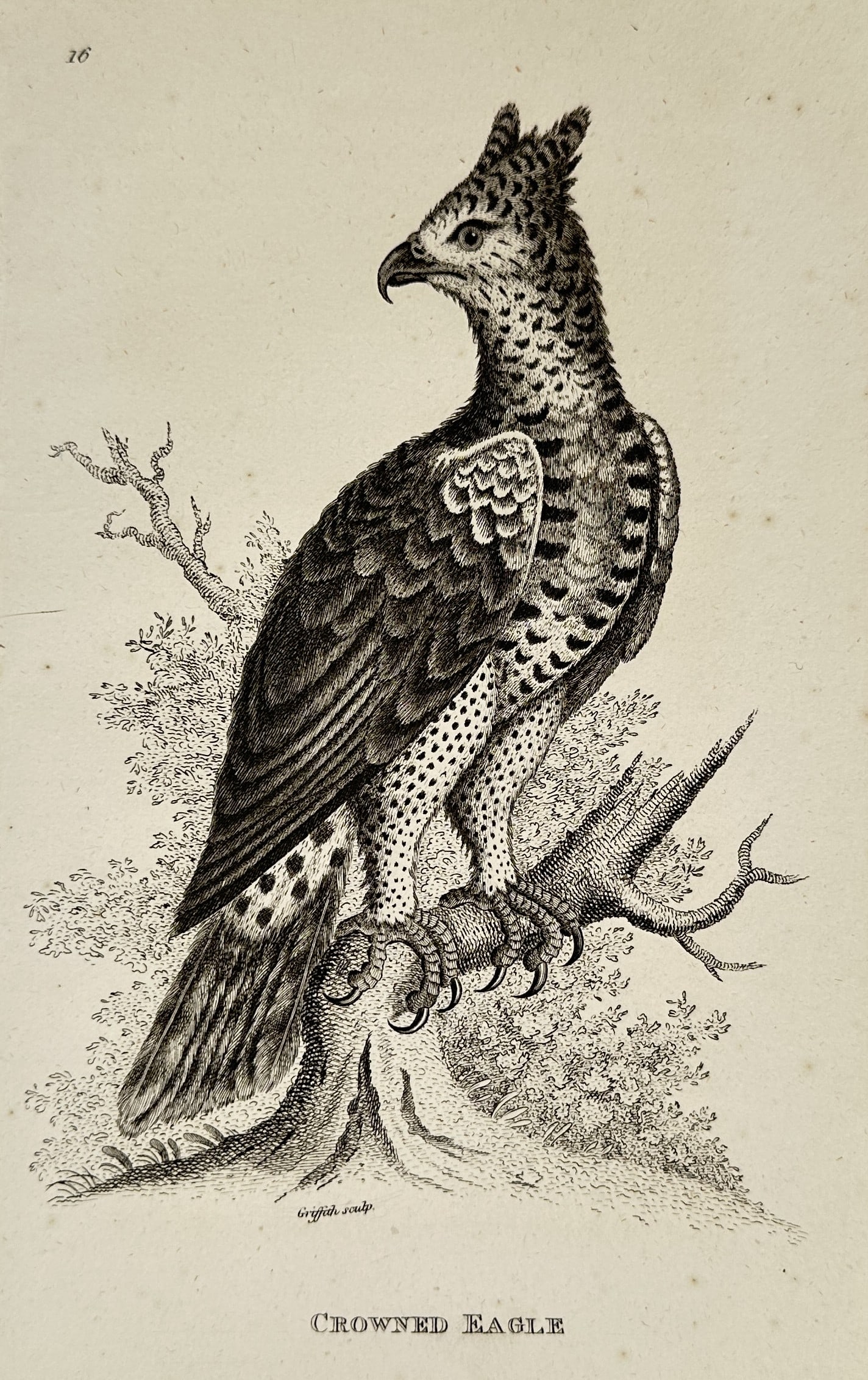 George Shaw (1751–1813) – Crowned Eagle – Engraving (1808) (1 of 2)