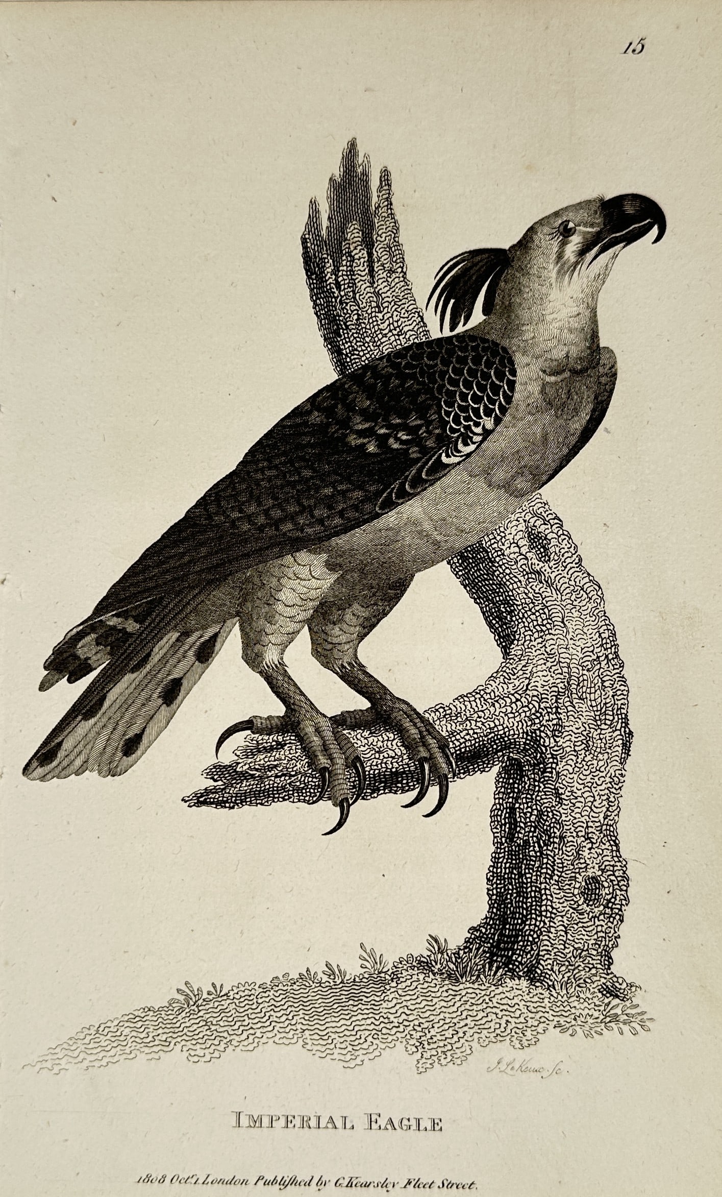 George Shaw (1751–1813) – Imperial Eagle – Engraving (1808) (1 of 2)
