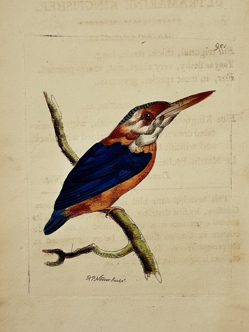 Frederick Nodder (active 1770–1800) – Ultramarine Kingfisher – Engraving (1806) (1 of 2)