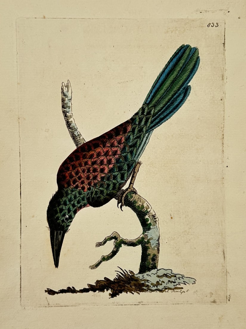 Frederick Nodder (active 1770–1800) – Paradise Bird – Engraving (1806) (1 of 2)