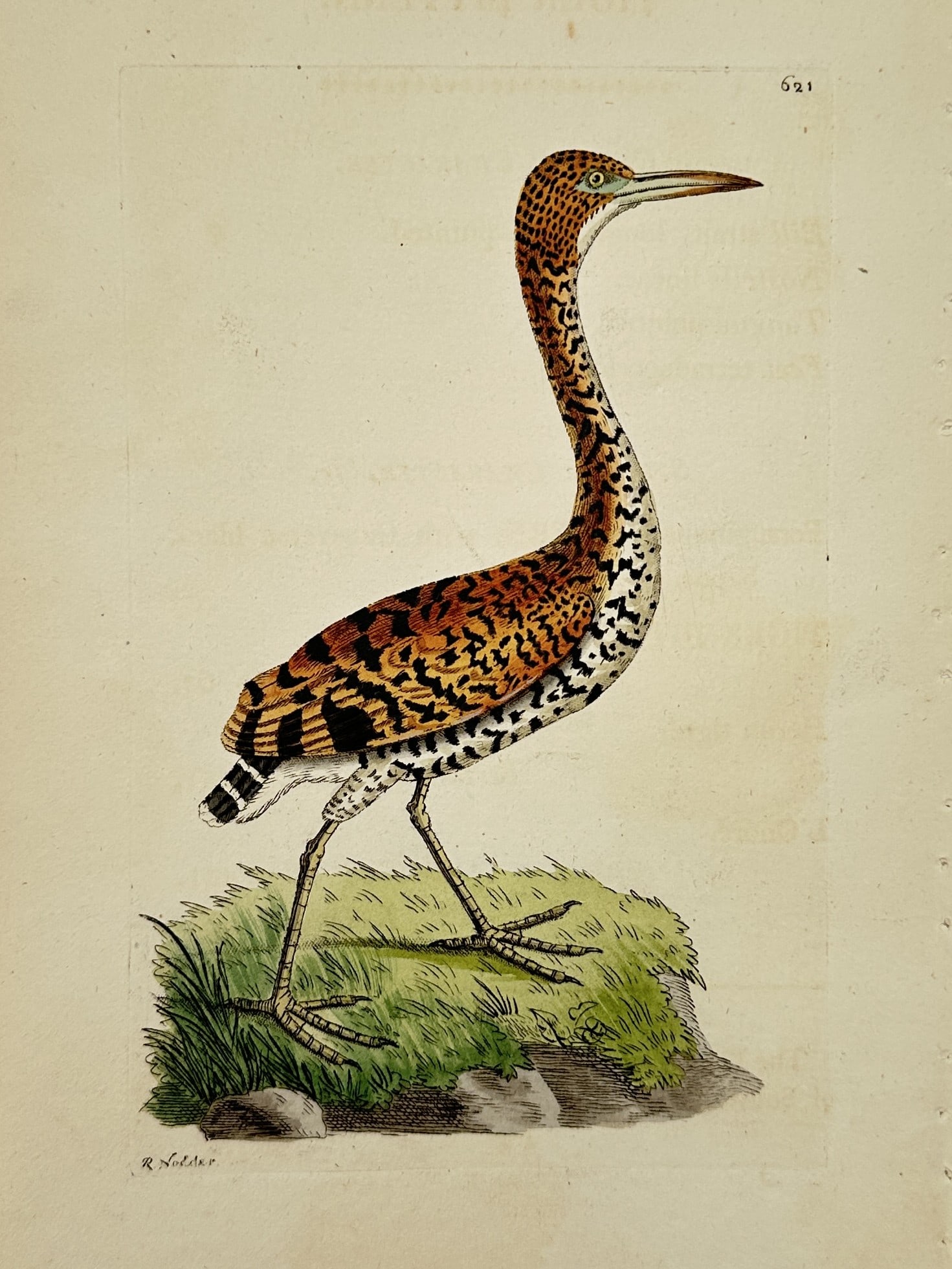 Frederick Nodder (active 1770–1800) – Tiger Bittern – Engraving (1806) (1 of 2)
