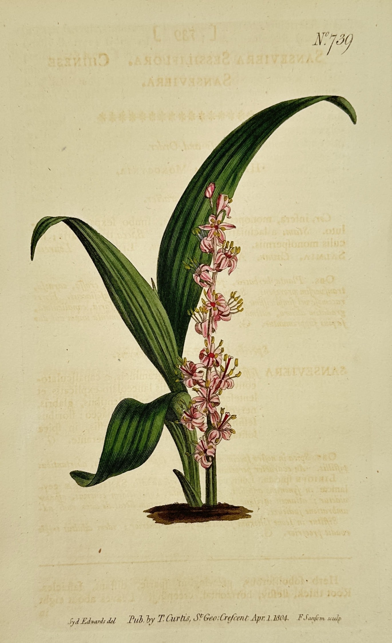 Sydenham Edwards (1768–1819) – Sessile-flowered Sanseviera – Engraving (1804) (1 of 2)