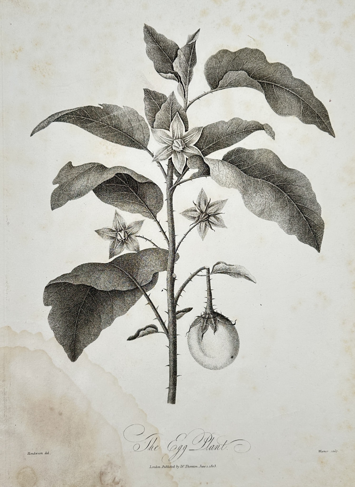 Robert John Thornton (c. 1768–1837) – The Egg Plant from The Temple of Flora (1 of 2)
