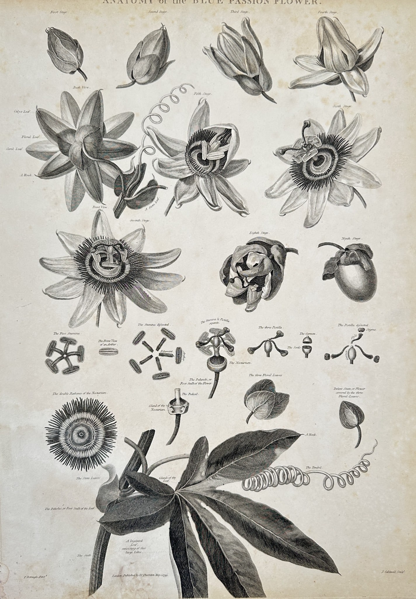 Robert John Thornton (c. 1768–1837) – Anatomy of the Blue Passion Flower (1 of 2)