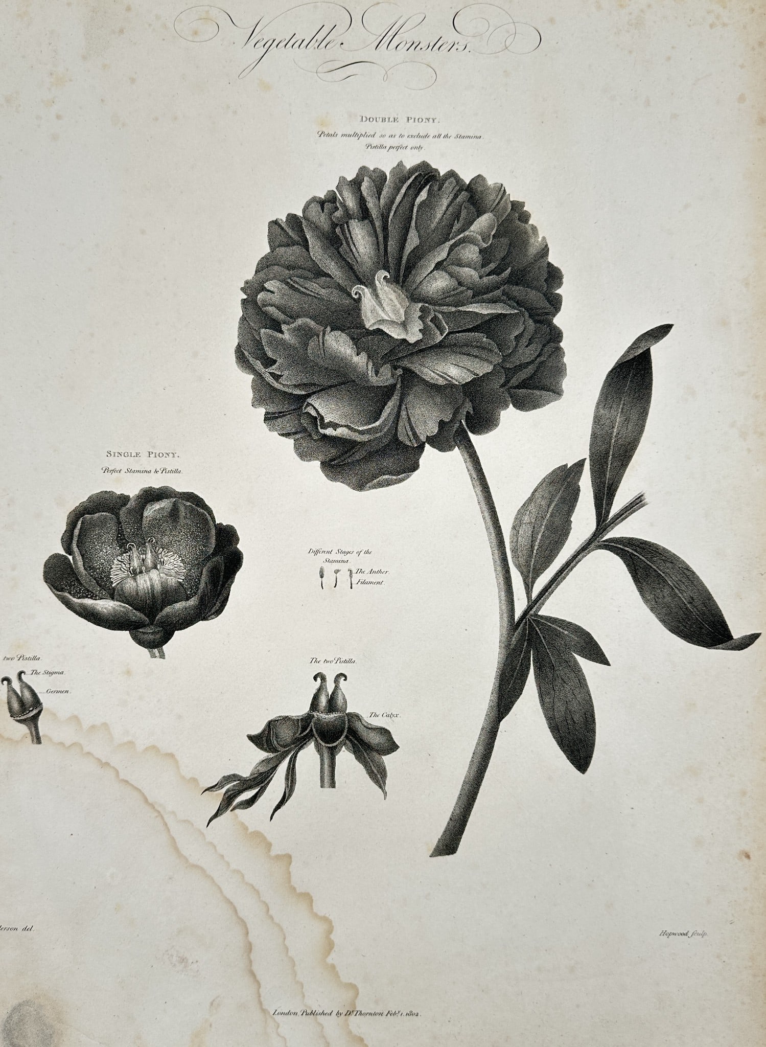 Robert John Thornton (c. 1768–1837) – Double and Single Peony from The Temple (1 of 2)