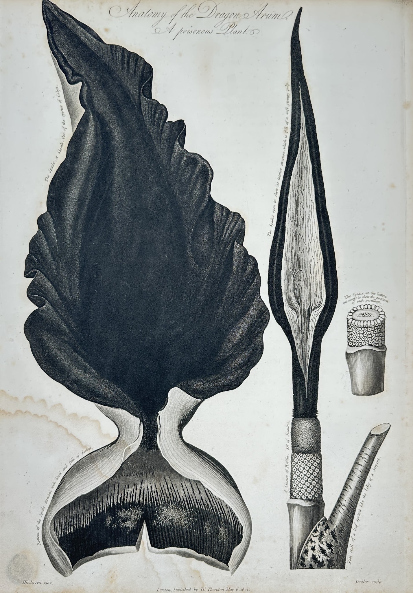 Robert John Thornton (c. 1768–1837) – Anatomy of the Dragon Arum (1 of 2)