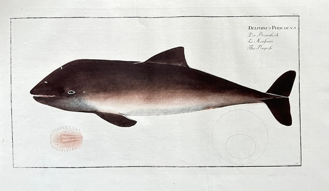 Marcus Elieser Bloch (1723–1799) – The Porpoise (Delphinus phocœna) (1 of 2)