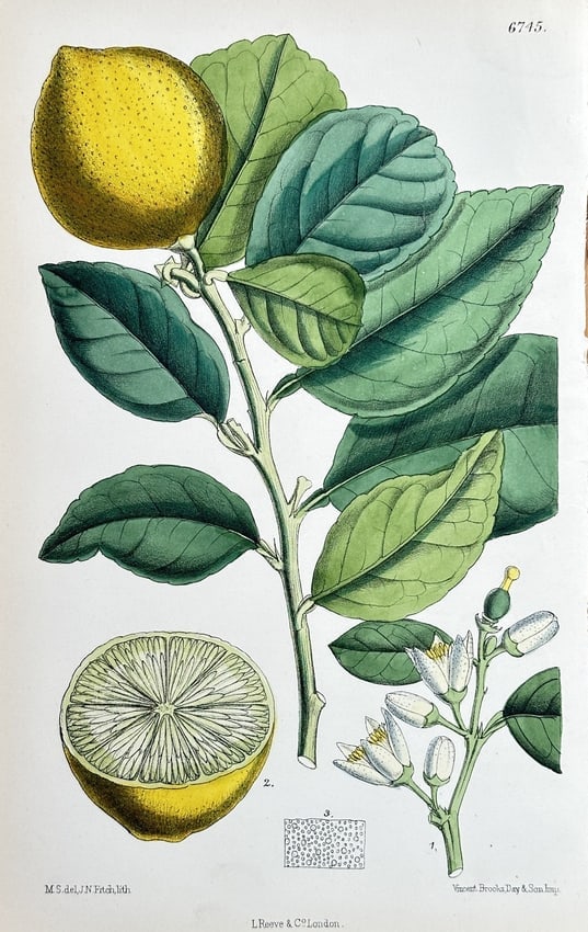 William Curtis (1746–1799) – The Lemon (Citrus Limon) – Chromolithograph (1 of 2)