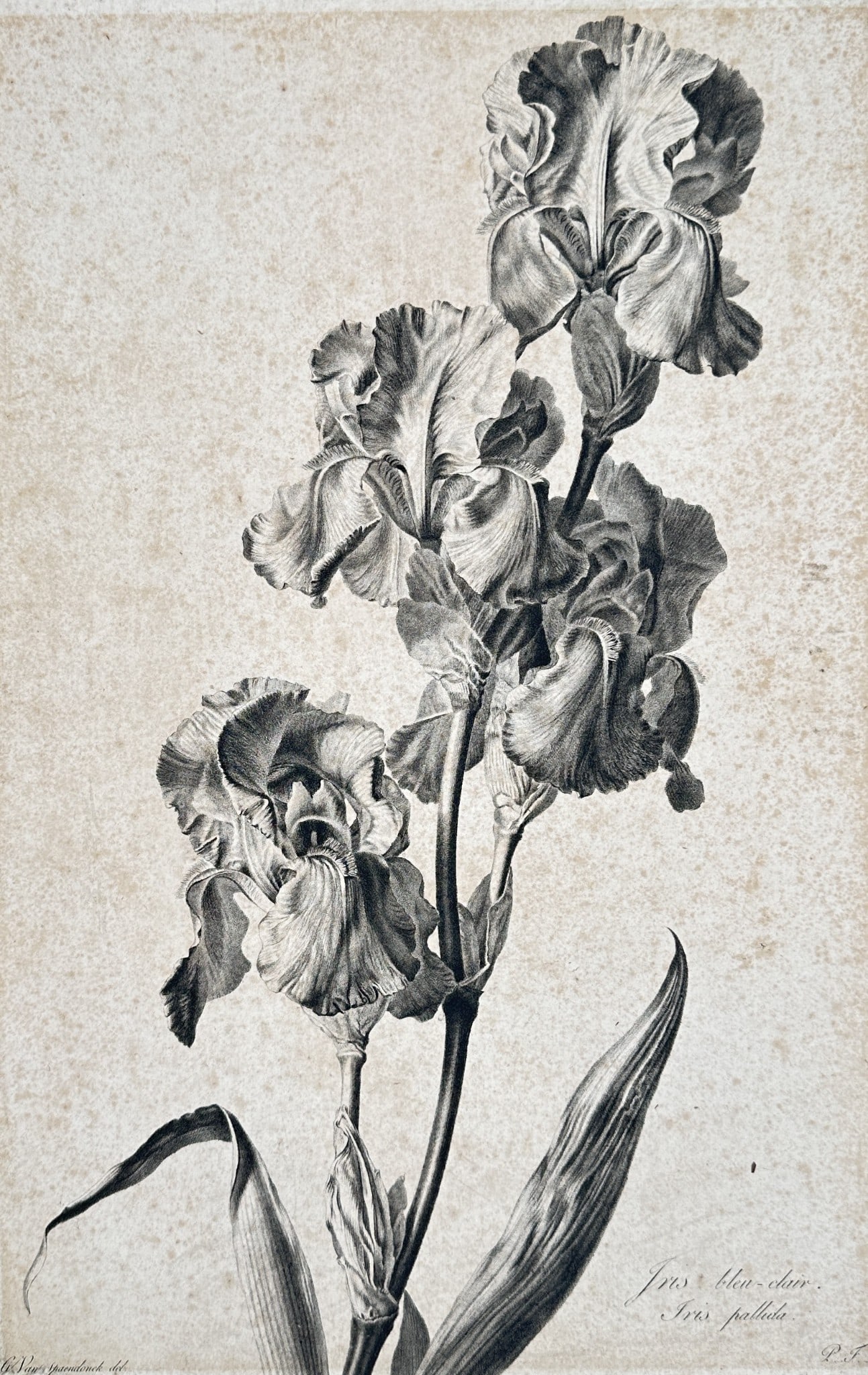 Pierre François Legrand (1743–1824) – Iris bleu clair; Iris pallida (1 of 2)