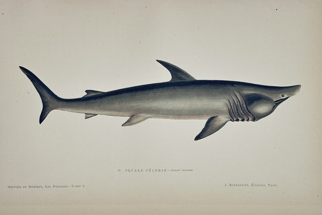 Jules Rothschild (19th Century) – Basking Shark – Lithograph with hand-coloring (1 of 2)