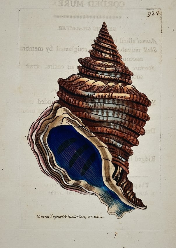 Richard Polydore Nodder – Corded Murex – Engraving with hand-coloring (1 of 2)