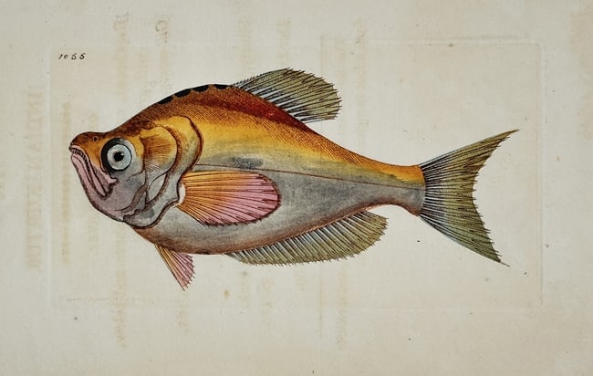 Richard Polydore Nodder – Study of an Orange/Red Marine Fish – Engraving (1 of 2)