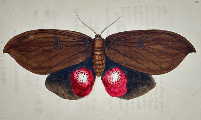 Richard Polydore Nodder – Study of a Large Moth with Red Eyespots – Engraving (1 of 2)